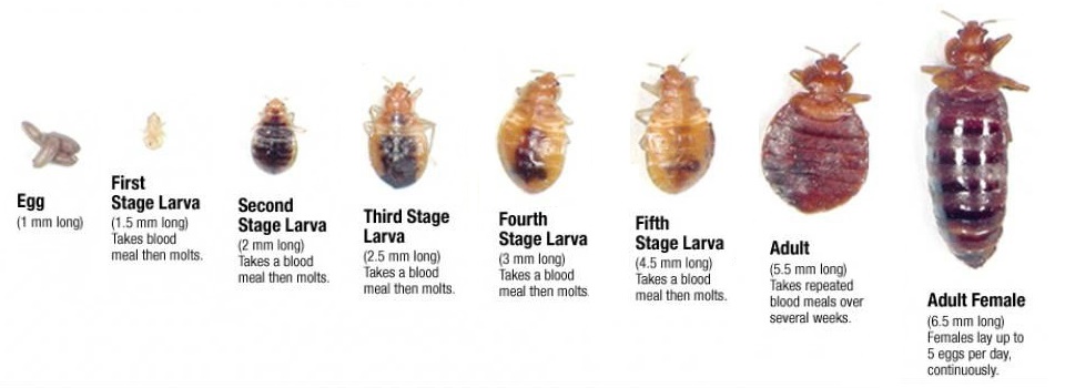 Bug Buggers Pest Control | 600 Central Ave, Saskatoon, SK S7N 2G4, Canada | Phone: (306) 850-4418