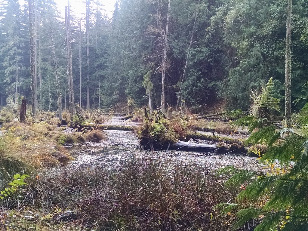 Stimpson Family Nature Reserve | 2076 Lake Louise Rd, Bellingham, WA 98229, USA | Phone: (360) 778-5850