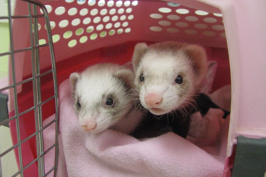 Calgary Avian & Exotic Pet Clinic | 2308 24 St SW #1, Calgary, AB T2T 5H8, Canada | Phone: (403) 240-3577