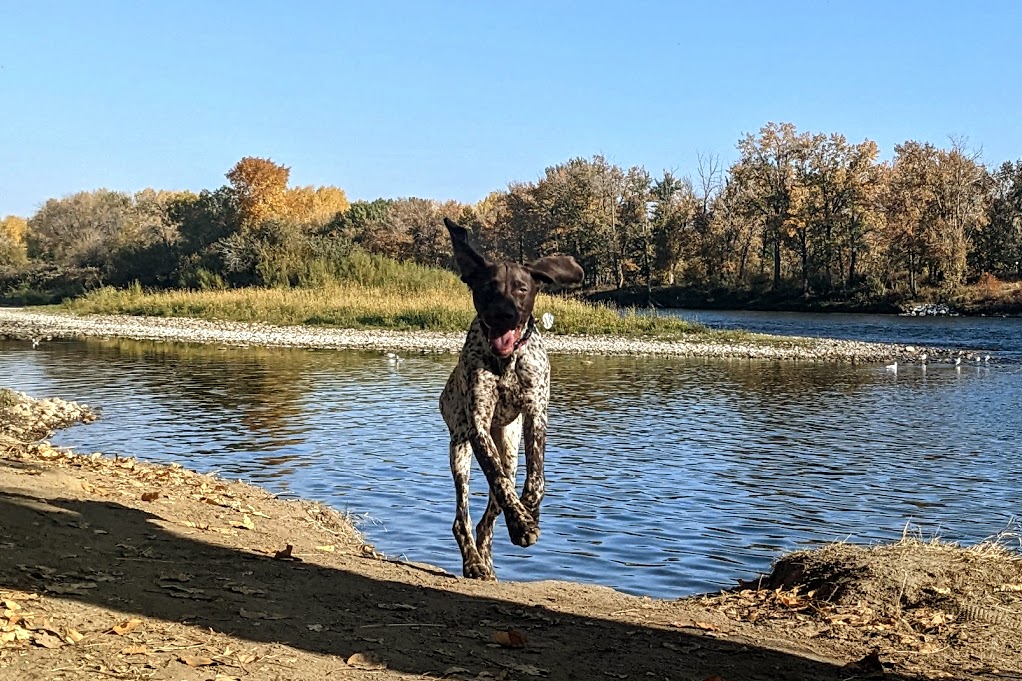 Justice Kennels, Dog Obedience Training | Township Rd 260, Lyalta, AB T0J 1Y0, Canada | Phone: (403) 880-3171