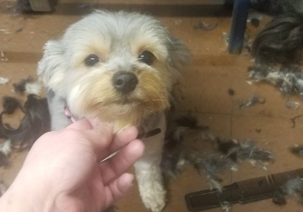 Perfect Pooch Pet Grooming | 9192 Talbot St W, Blenheim, ON N0P 1A0, Canada | Phone: (519) 437-2538