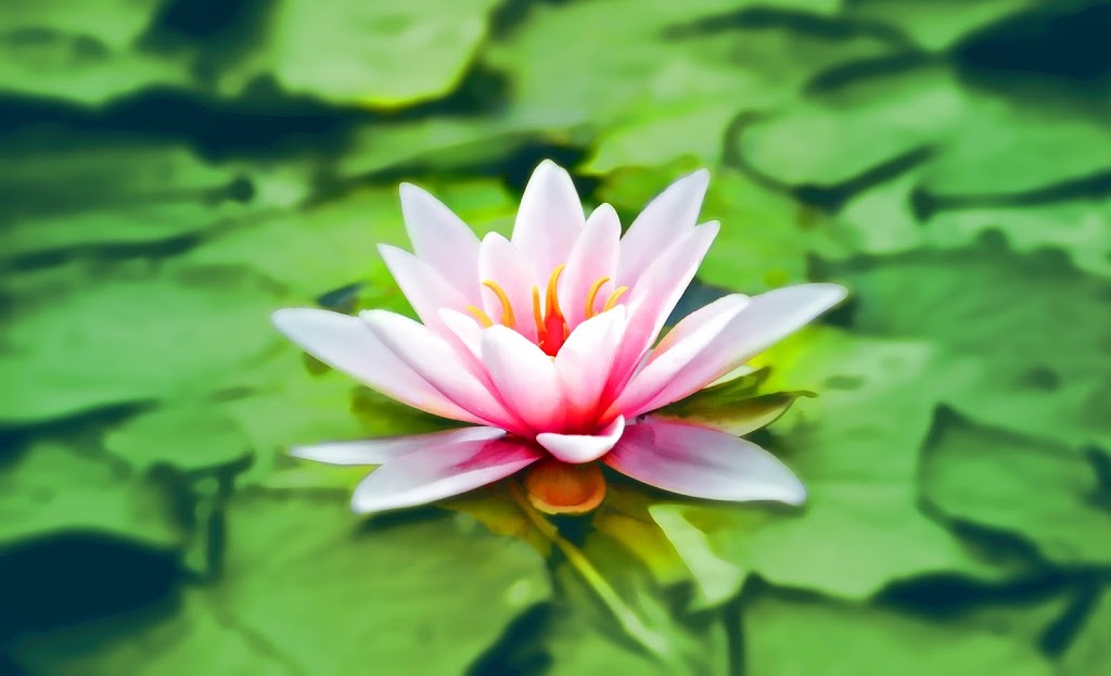 Lisa Bertschy, RMT Studio Essence Massage & Wellness | Studio Essence Massage & Wellness, 34 Windbreak Cres, Whitby, ON L1P 1P9, Canada | Phone: (289) 200-4104