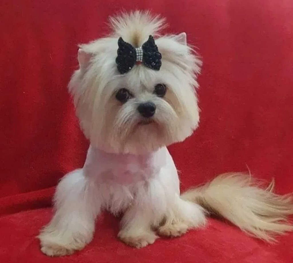 my lovely yorky | 273 Québec 116, Dosquet, QC G0S 1H0, Canada | Phone: (418) 728-0076