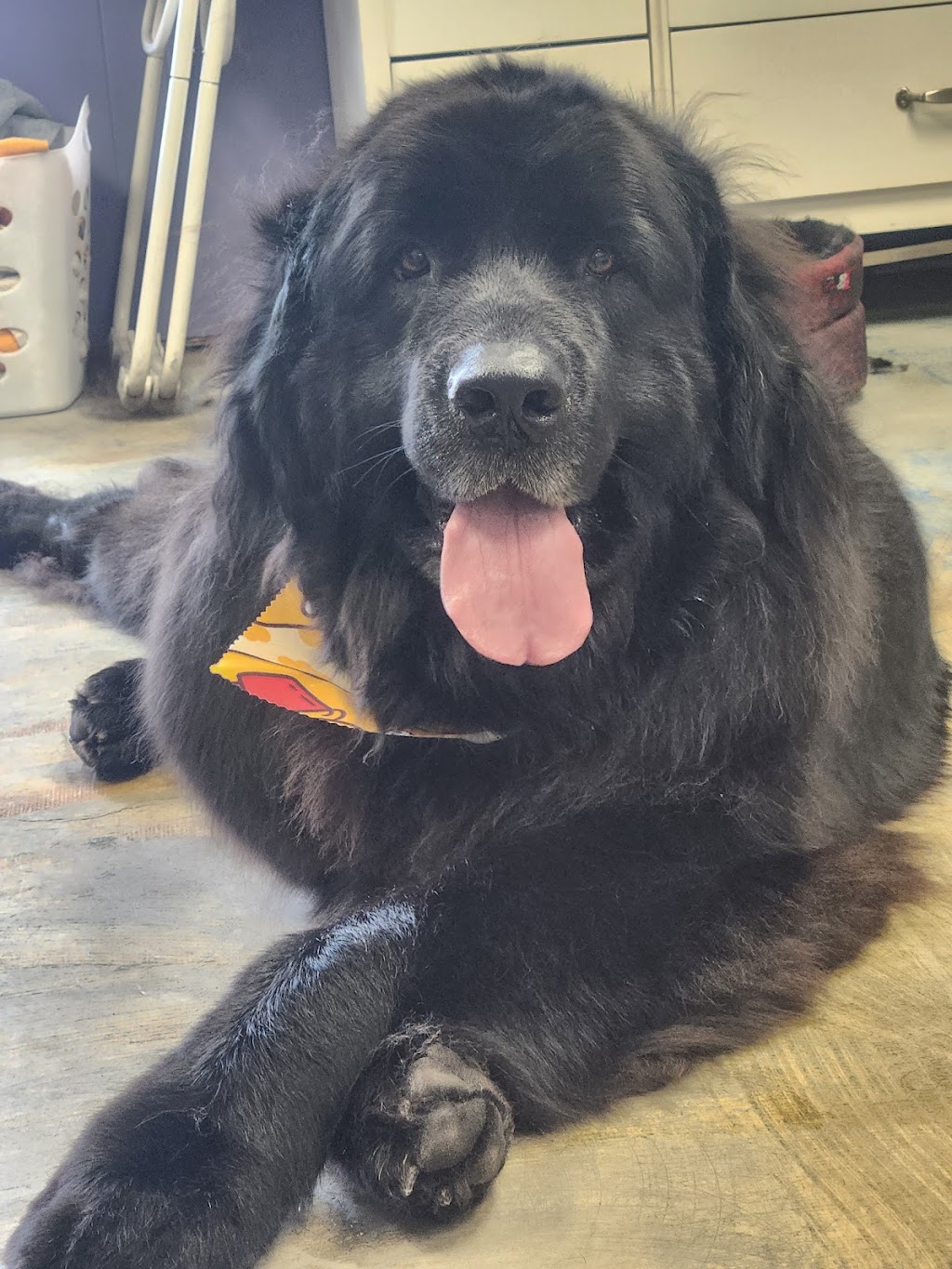 Pup Scrubs | 257 Talbot Street Rear, St Thomas, ON N5P 1B3, Canada | Phone: (519) 694-8827