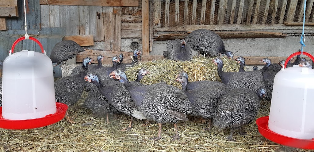 Ferme au vieux silo | 279 Rte de Saint-Malachie, Saint-Damien-de-Buckland, QC G0R 2Y0, Canada | Phone: (418) 951-0250