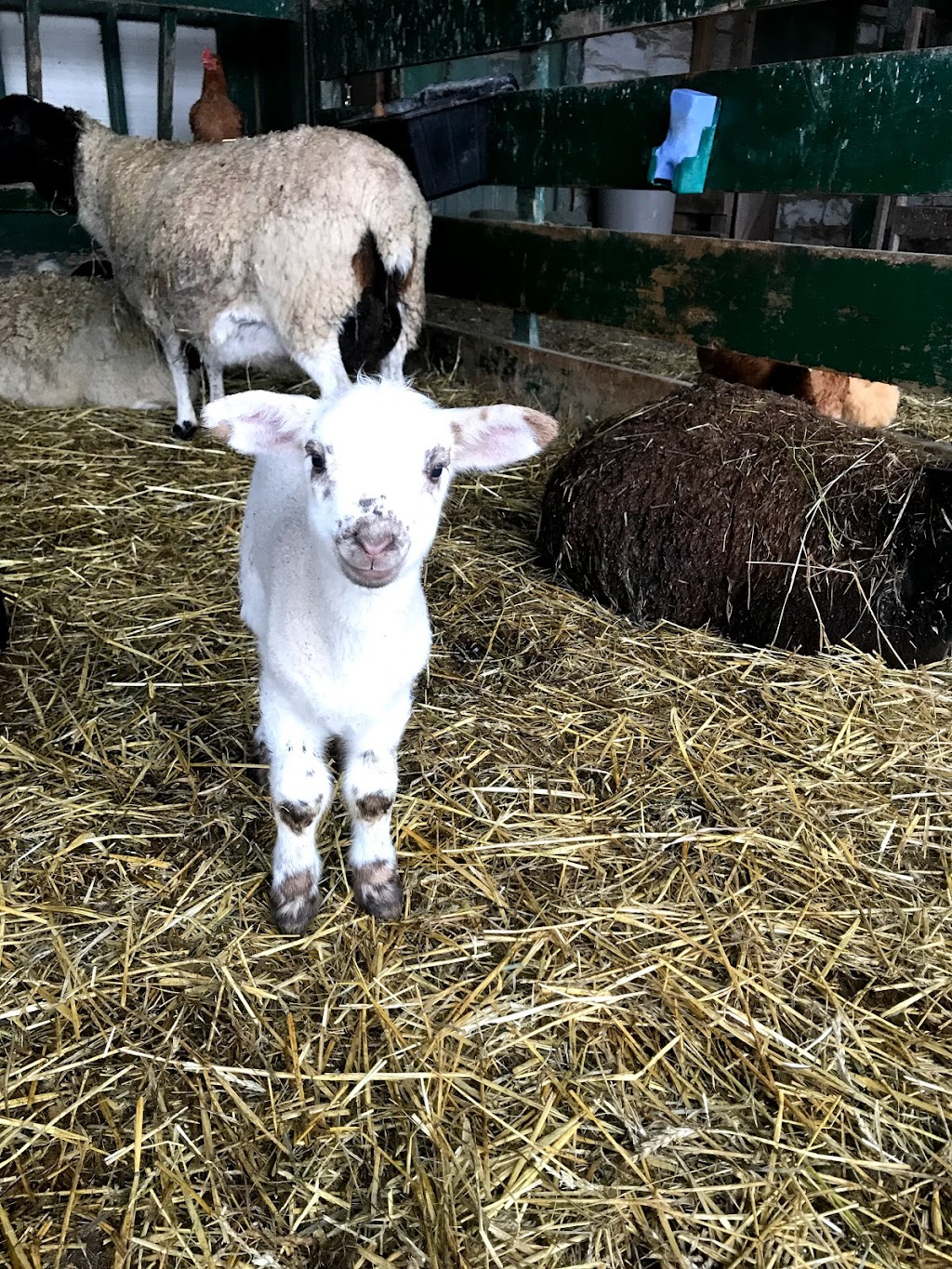 Thorpe Farms | 929 Simmons Rd, Odessa, ON K0H 2H0, Canada | Phone: (613) 539-3755