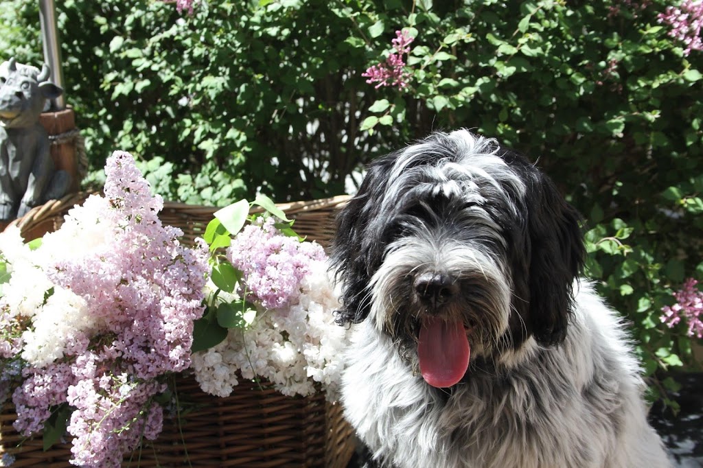 Schapendoes Of Messy Hair Kennels | 19 Mill St E, Tottenham, ON L0G 1W0, Canada | Phone: (905) 936-5986