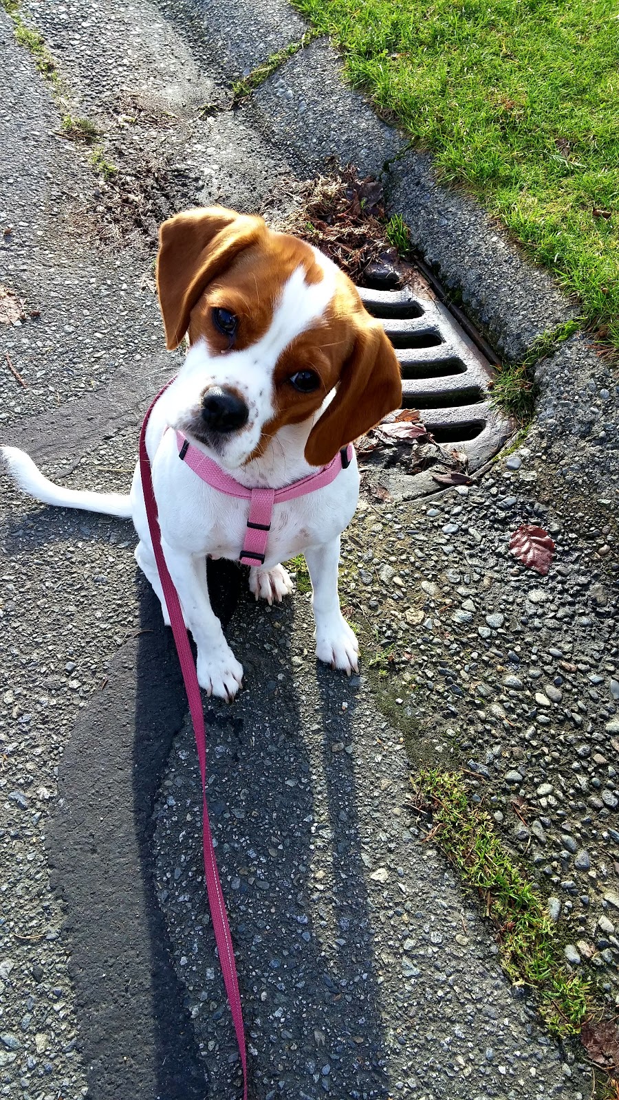 Fur Their Comfort Pet Care | 1845 Suffolk Ave, Port Coquitlam, BC V3B 5G6, Canada | Phone: (604) 377-0562