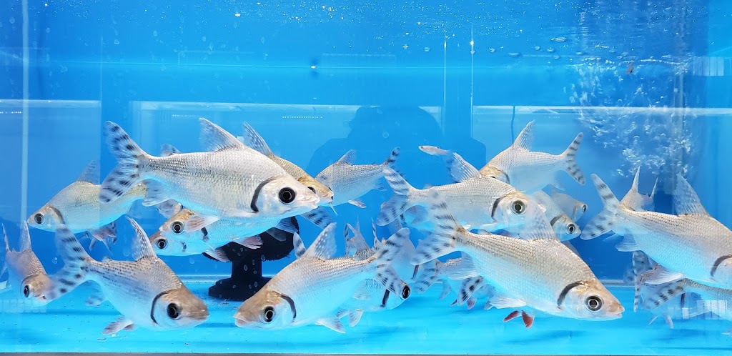 Magical Aquarium Club | 1911 Kennedy Rd unit 108, Scarborough, ON M1P 2L9, Canada | Phone: (416) 297-0010