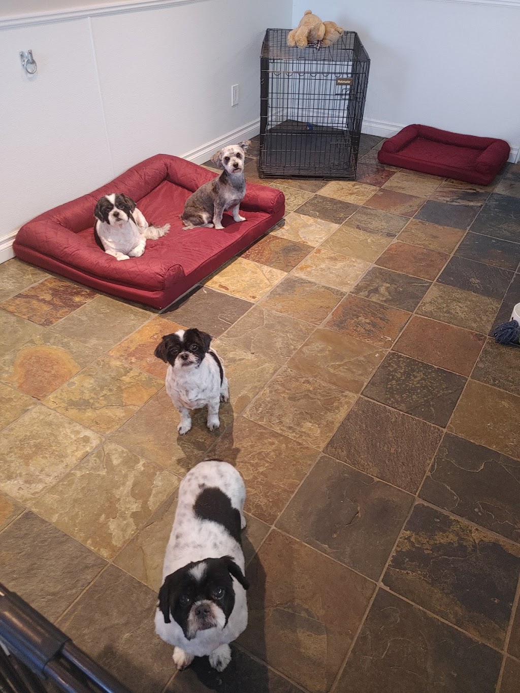 JDS GROOMING | 225 Upper Centennial Pkwy, Stoney Creek, ON L8J 3V3, Canada | Phone: (905) 928-7887