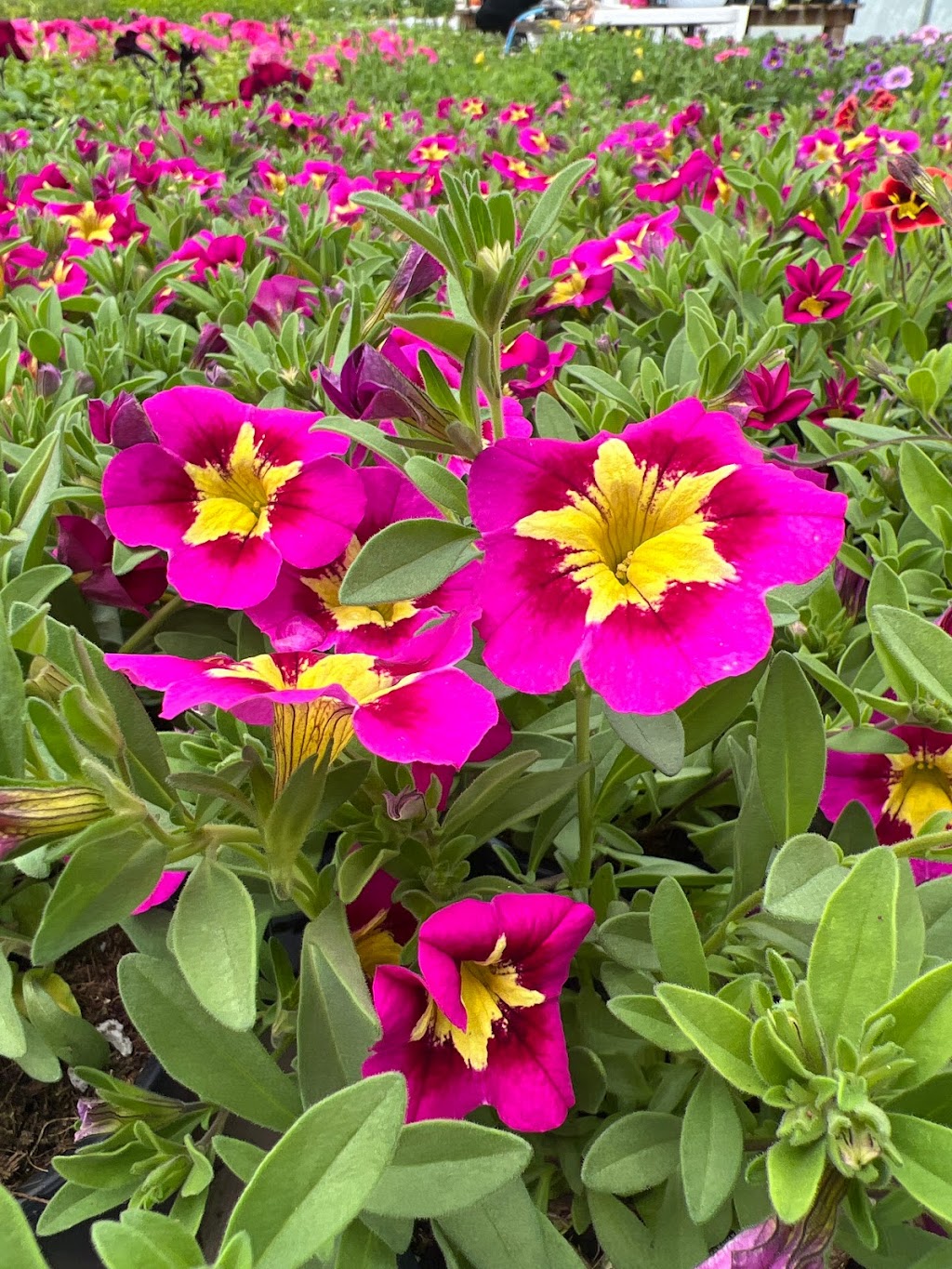 Kastle Gardens Greenhouse | 95054 Range Road 15-5, Taber, AB, Canada T0K, Taber, AB T1G 2C6, Canada | Phone: (403) 651-6736