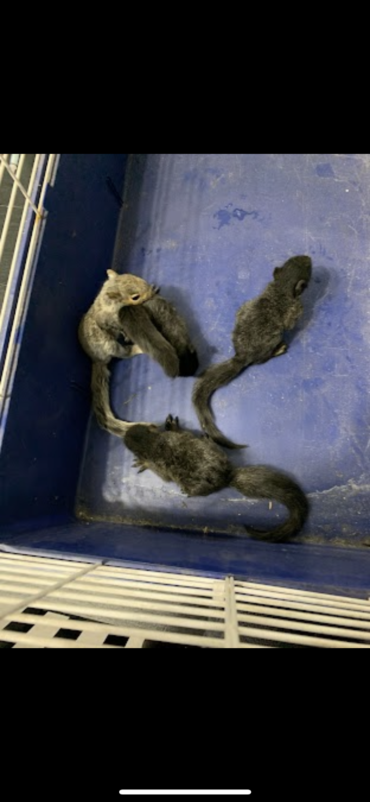 Extermination Wildlife Outaouais Inc | 225 Rue Principale #6, Saint-André-Avellin, QC J0V 1W0, Canada | Phone: (819) 968-5797