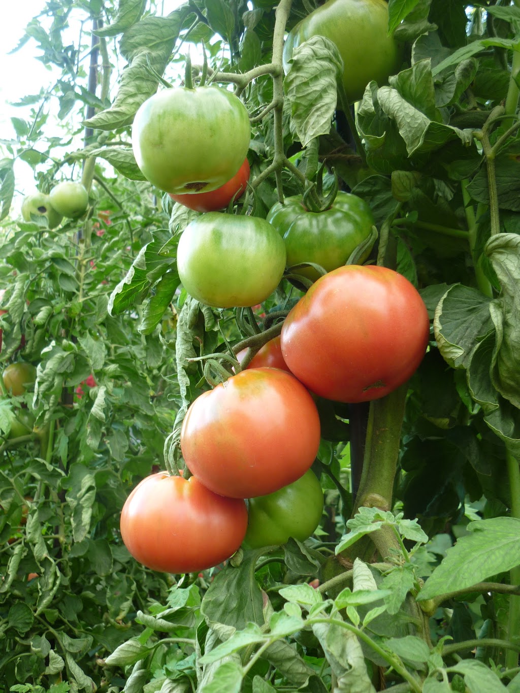 Les Jardins du Grand-Portage (ouvert du 6 juillet au 15 septembr | 800 Chemin du Portage, Saint-Didace, QC J0K 2G0, Canada | Phone: (450) 835-5813