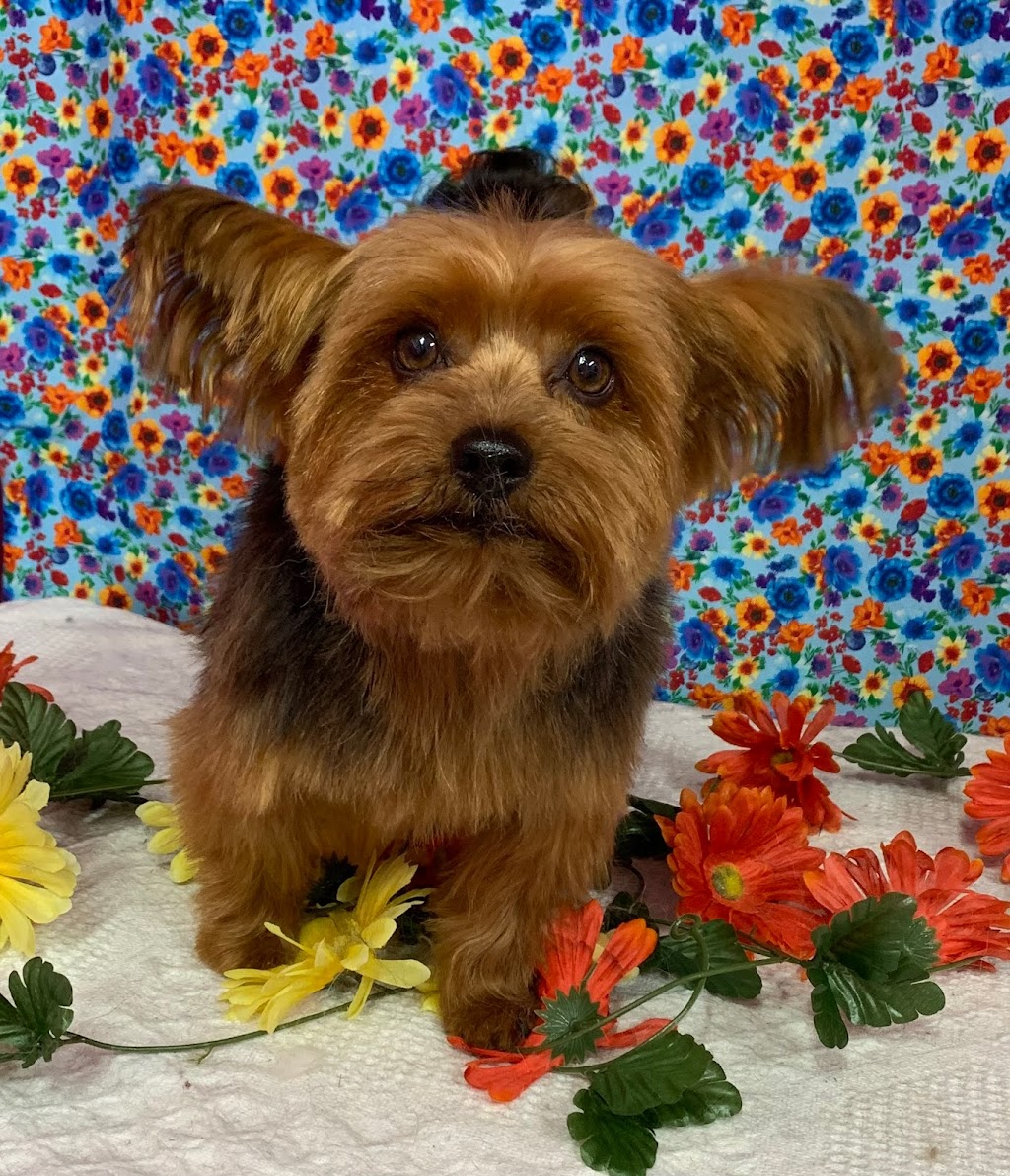 Memory at The Pet Parlour | 86 Boulder Blvd, Stony Plain, AB T7X 0C6, Canada | Phone: (780) 885-3647