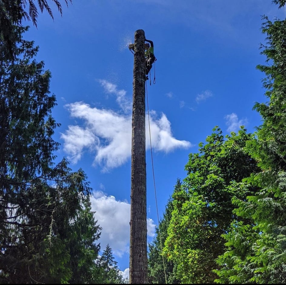 White Wolf Tree Service | 90 Wakefield Ct, Middle Sackville, NS B4E 0H1, Canada | Phone: (902) 414-6429