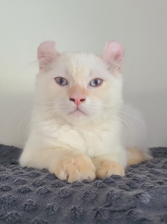 Éleveur de Highland lynx/Chatterie King of Highland Lynx | 331 Rue Adam, Saint-Amable, QC J0L 1N0, Canada | Phone: (514) 880-9442