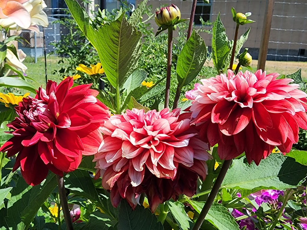 Radium Rotary Gardens | Radium Hot Springs, BC V0A 1M0, Canada | Phone: (250) 347-6455