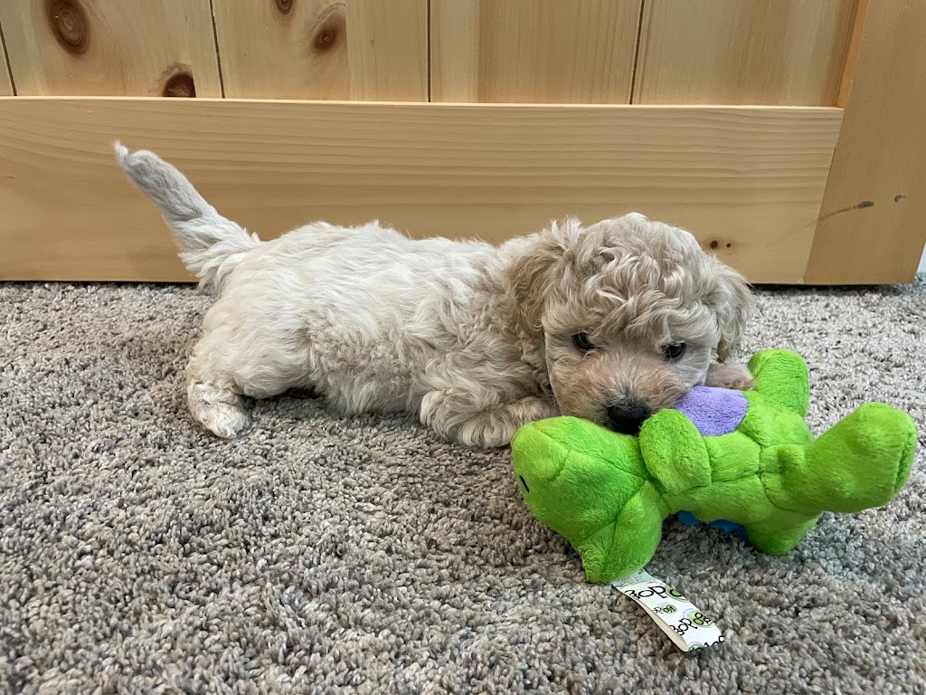 Eastern Ontario Havanese | 930 County Rd 14, Enterprise, ON K0K 1Z0, Canada | Phone: (613) 920-3245