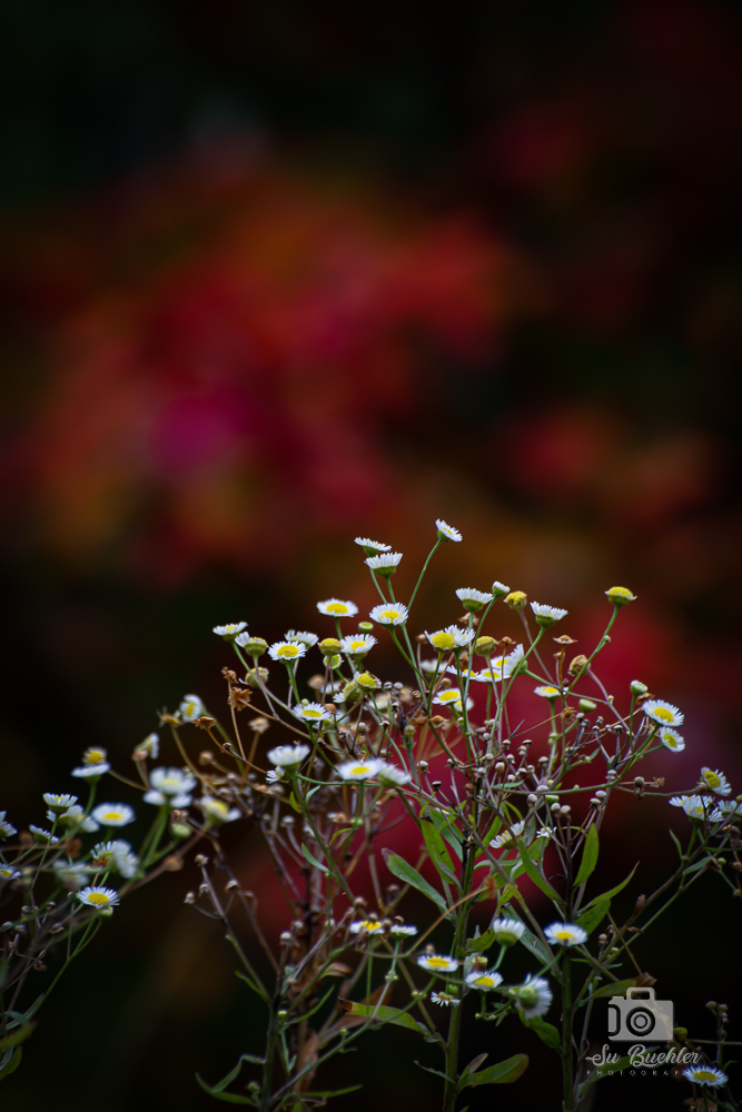 Su Buehler Photography | 35 Green Valley Dr, Kitchener, ON N2P 2A5, Canada | Phone: (519) 897-8237