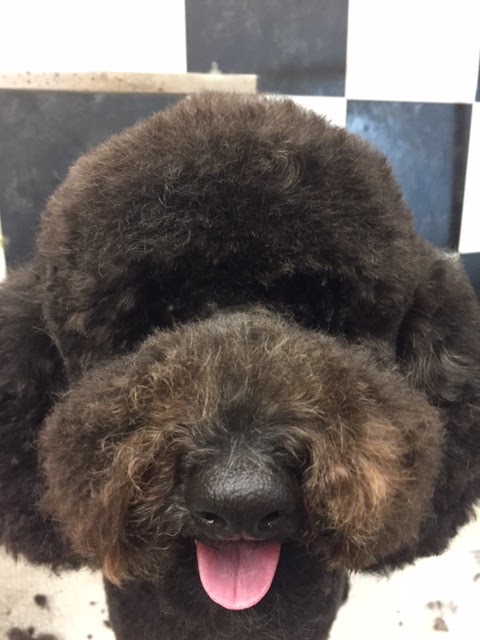 A Pooch Parlour Pet Groomers | 451 Windmill Rd, Dartmouth, NS B3A 1J9, Canada | Phone: (902) 463-5959