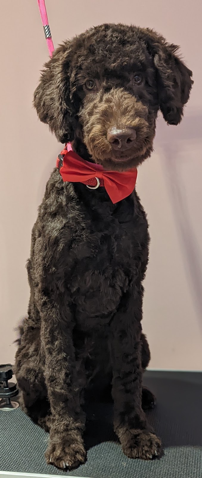 Silky Styles Grooming | 36 Trinity Crescent, Whitby, ON L1N 6L2, Canada | Phone: (416) 428-5601
