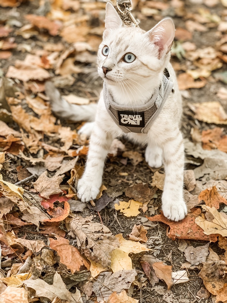 Blue Ribbon Bengals | 775 Burnett Ave, Cambridge, ON N1T 2A2, Canada | Phone: (226) 220-4427