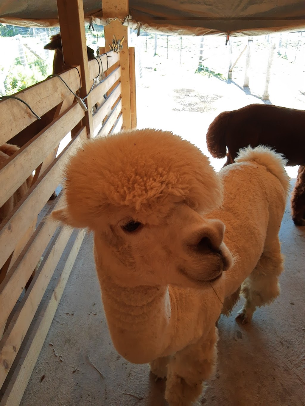 Silver Birch Alpacas | 4650 County Rd 9, Greater Napanee, ON K7R 3K8, Canada | Phone: (416) 802-7750