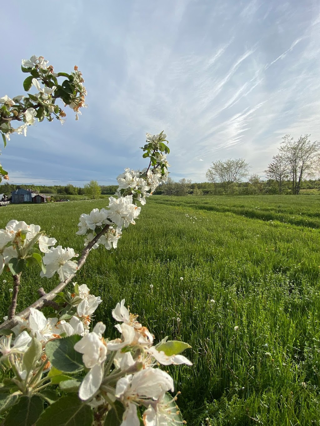 Blossom Grove | 215 Synton Rd, Colpitts Settlement, NB E4J 2Y4, Canada | Phone: (506) 871-5421