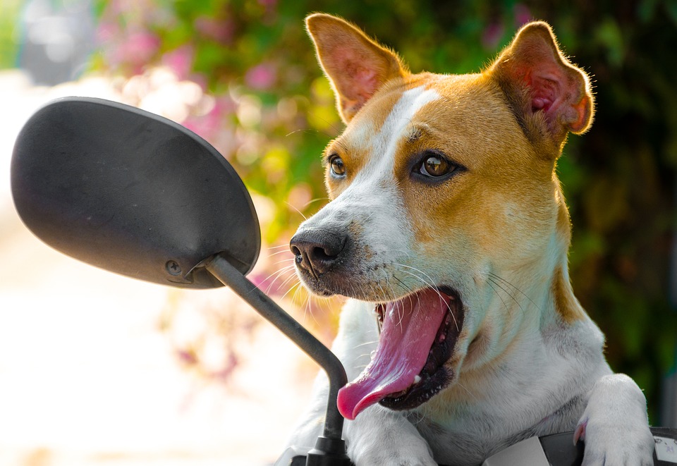 Clearbrook Animal Hospital | 32122 S Fraser Way, Abbotsford, BC V2T 1W4, Canada | Phone: (604) 859-6331