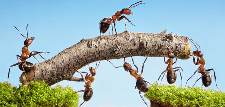 Leos Pest Control | 892 Minor Rd, Riley, MI 48041, USA | Phone: (810) 523-9295