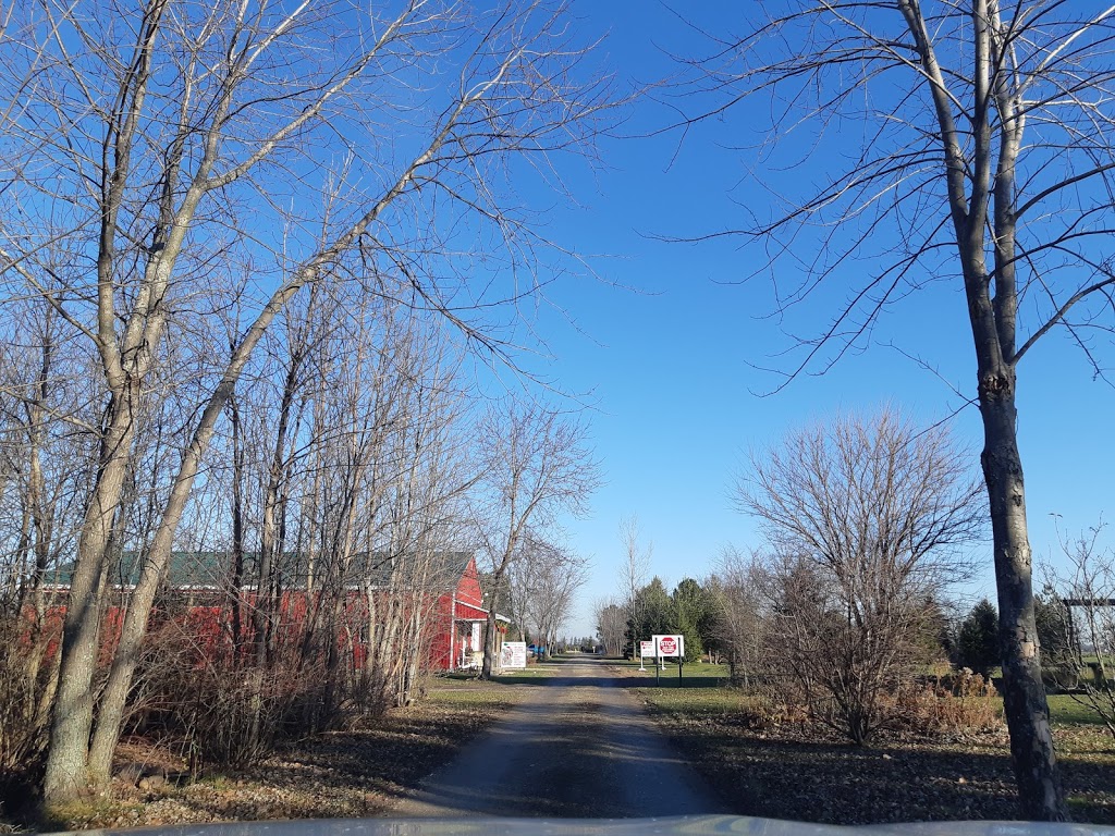 Bastien Christmas Tree Farm | 13106 Concession Rd 13, McGregor, ON N0R 1J0, Canada | Phone: (519) 726-0679