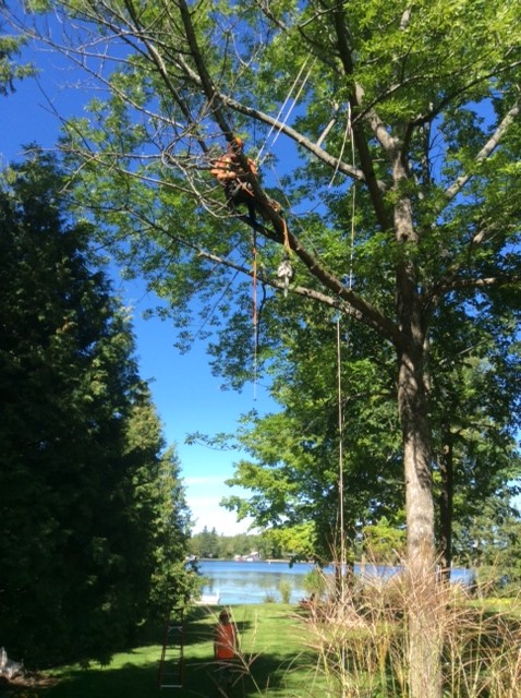 Jode Tree Service | 109 North St, Bobcaygeon, ON K0M 1A0, Canada | Phone: (705) 344-5338