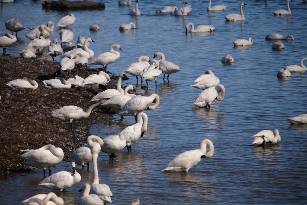 Aylmer Wildlife Management Area | 10594 Hacienda Road, Aylmer, ON N5H 2R3, Canada
