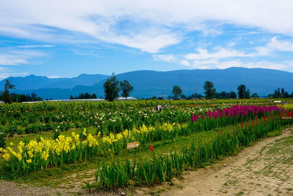 Chilliwack Sunflower Festival | 41310 Yale Rd, Chilliwack, BC V2R 4J3, Canada | Phone: (604) 703-6122