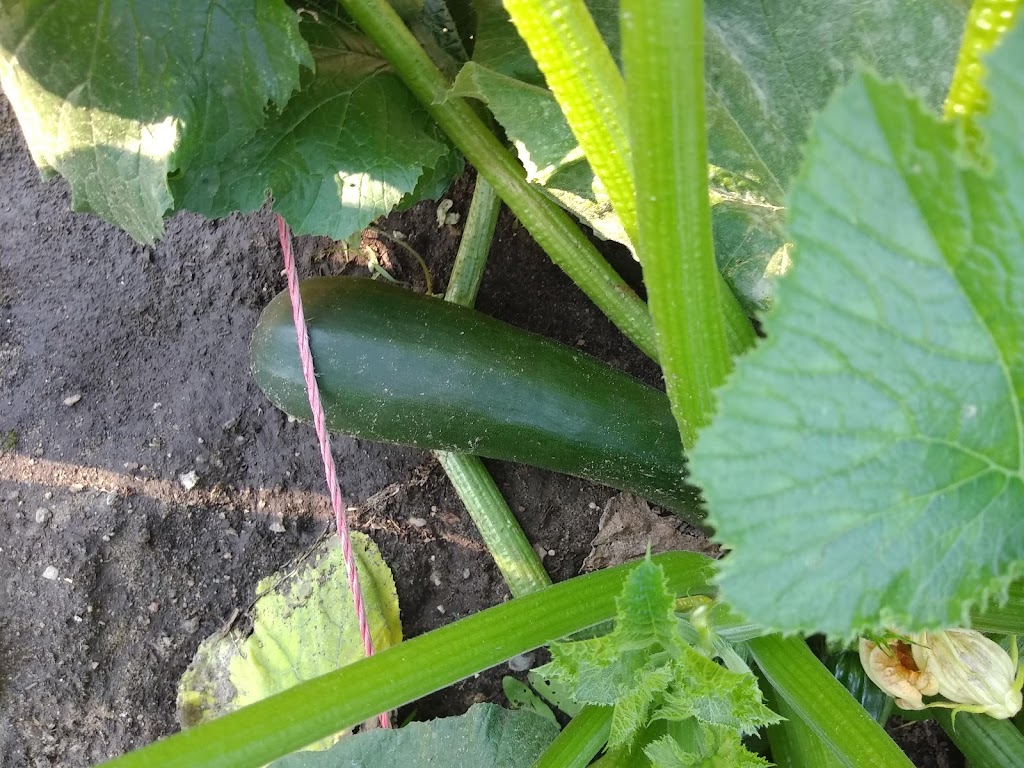 Mary Street Community Garden | 5G9, 1100 Mary St N, Oshawa, ON L1G 5G9, Canada | Phone: (905) 436-3311