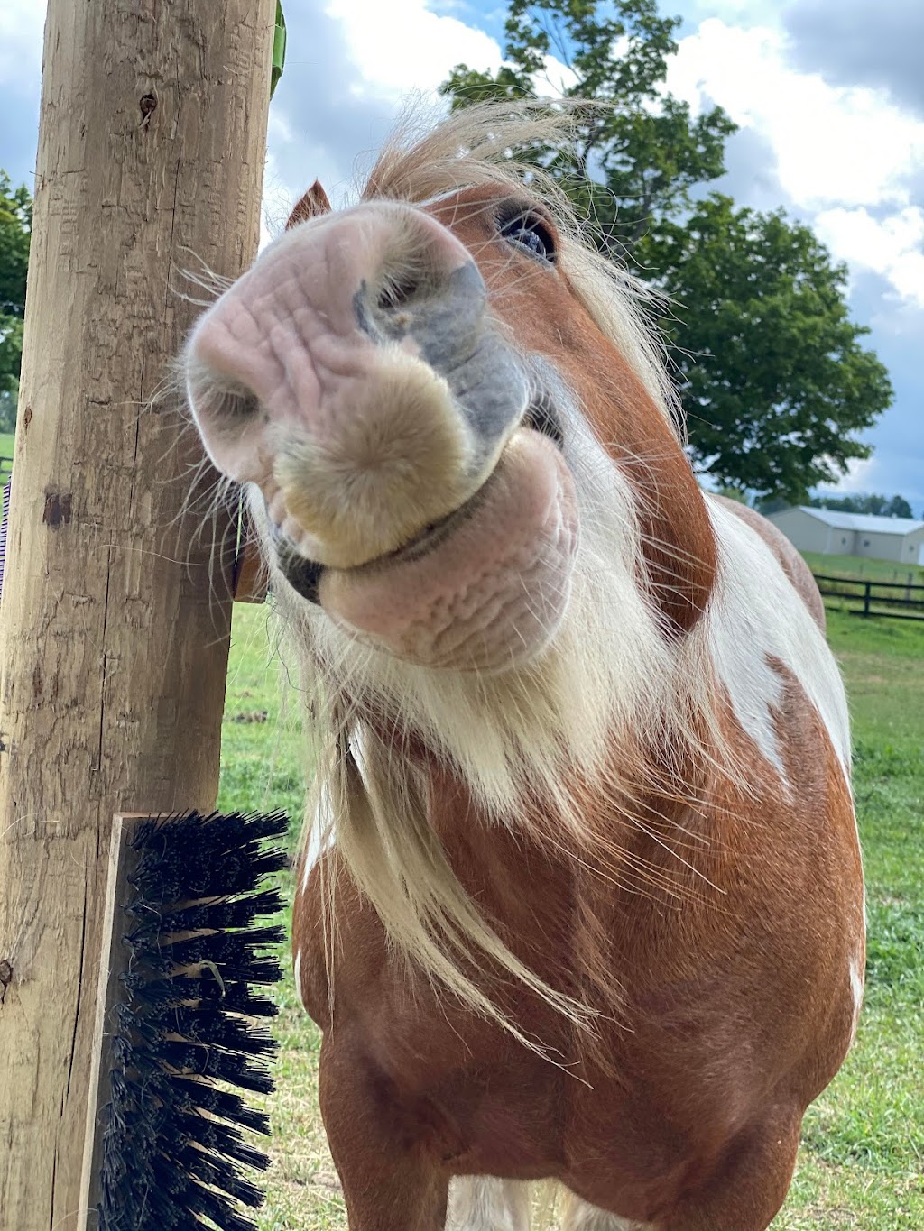 PATH Equestrian | 19726 Mountainview Rd, Caledon East, ON L7K 2G2, Canada | Phone: (226) 808-8212