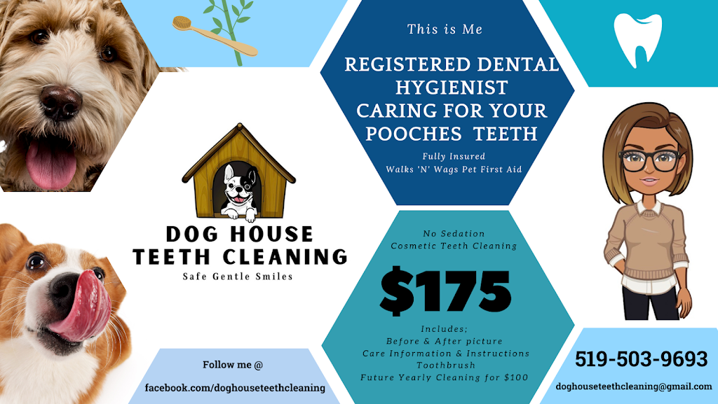 Dog House Teeth Cleaning | 8 Rhine Meadow Rd, Heidelberg, ON N0B 2M1, Canada | Phone: (519) 503-9693