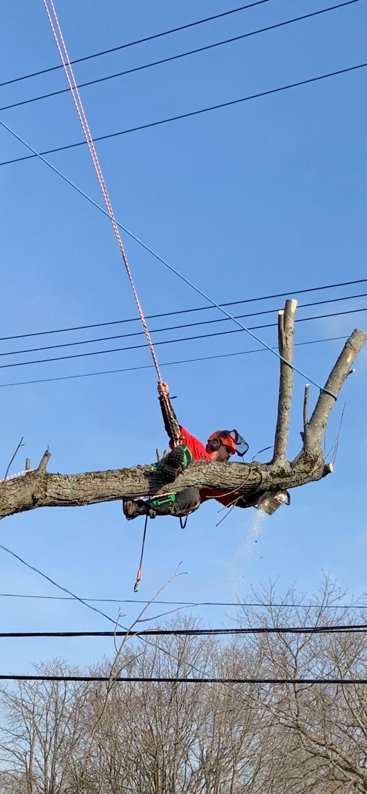 Gees Trees | 3354 Clam Harbour Rd, Clam Harbour, NS B0J 2L0, Canada | Phone: (902) 955-1873