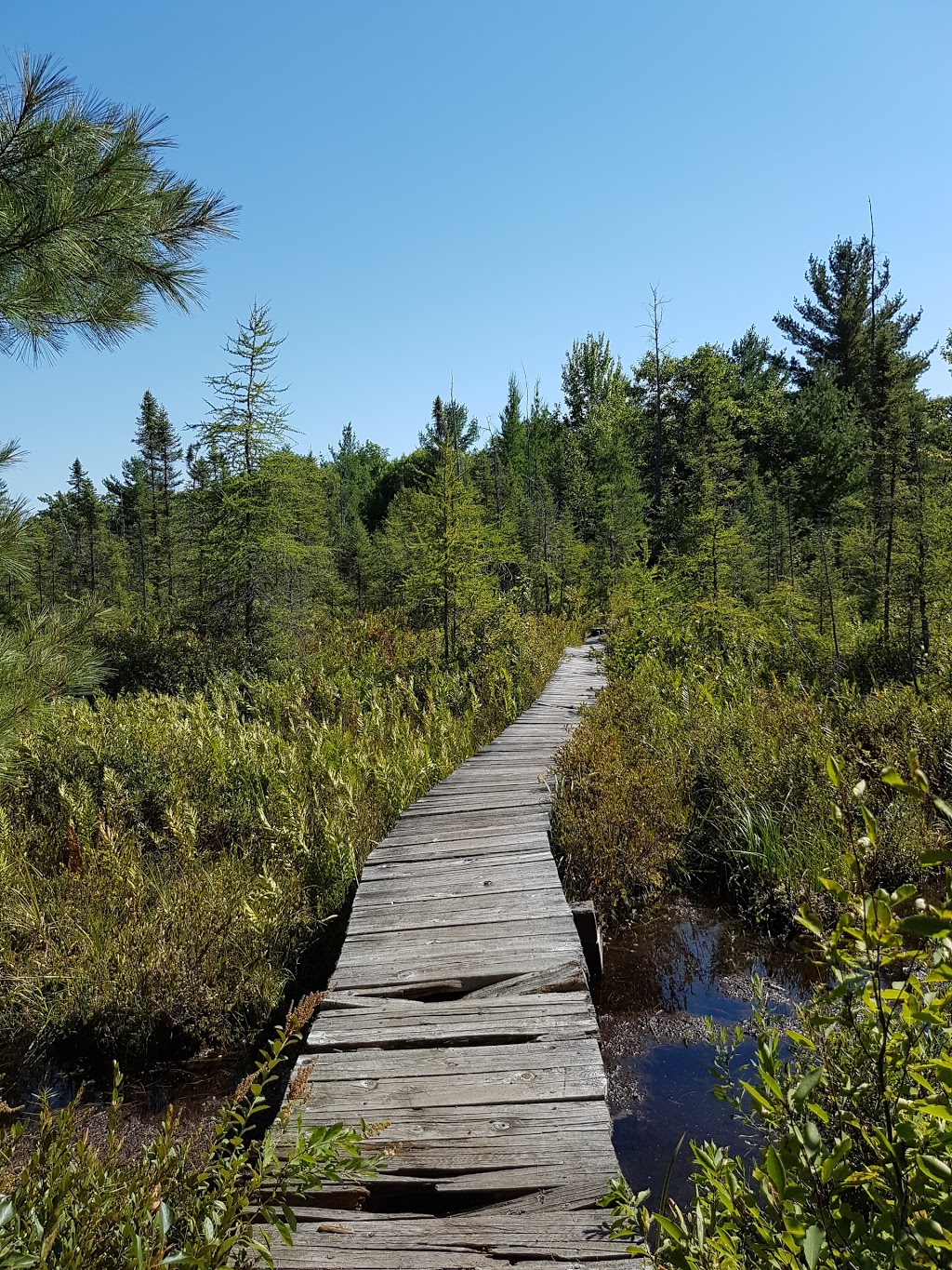 Torrance Barrens Dark-Sky Preserve | Southwood Rd, Gravenhurst, ON P0C 1M0, Canada | Phone: (800) 267-9700