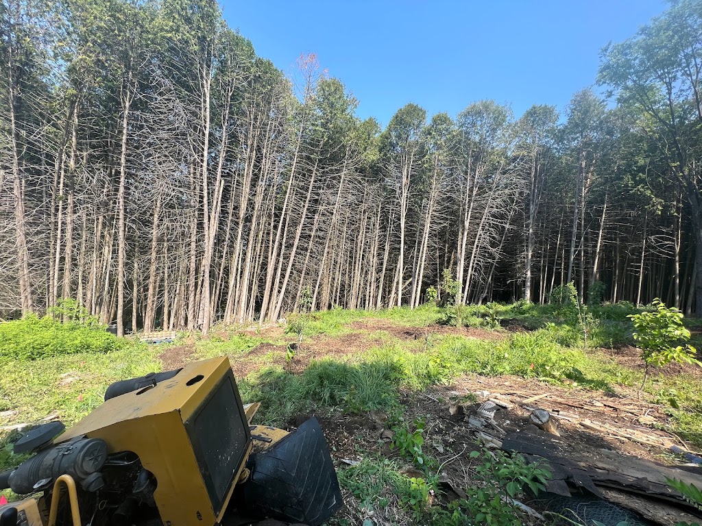 Dynamic Stump Grinding | 9 Dietz St, Mildmay, ON N0G 2J0, Canada | Phone: (204) 939-3371