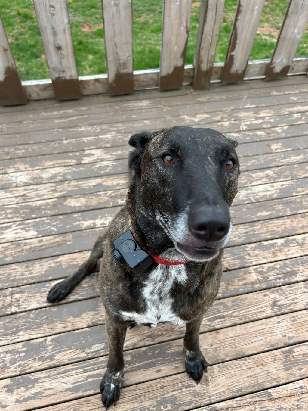 Happy Pack Dog Walking | 22 Tatlock Ln, Rice Point, PE C0A 1H6, Canada | Phone: (705) 391-8411
