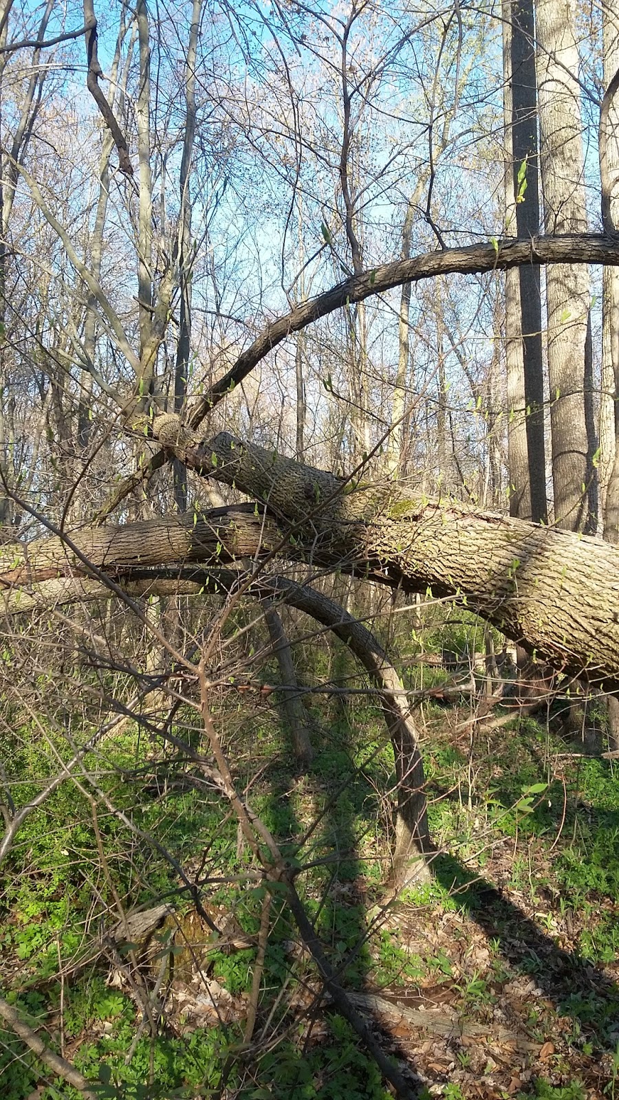 Maynard "Red" Aurand Memorial Park | 52701-, 52999 Huntley Ave, New Baltimore, MI 48047, USA | Phone: (586) 725-0291