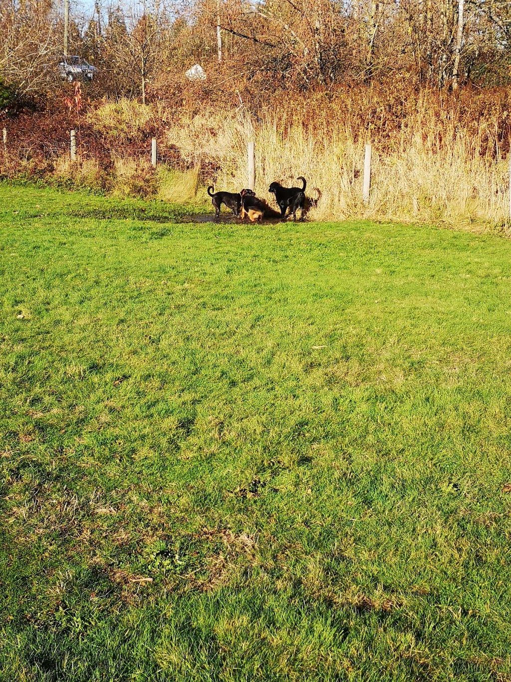 Dog Park | 729-995 Lefeuvre Rd, Abbotsford, BC V4X 1A5, Canada