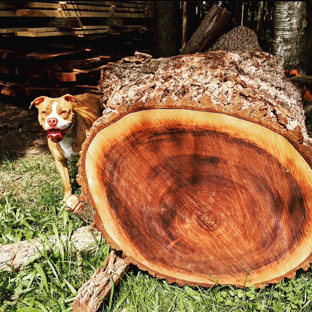 Tarzan Tree Removal, Barrie ON | 40 Yonge St N, Elmvale, ON L0L 1P0, Canada | Phone: (705) 718-9093