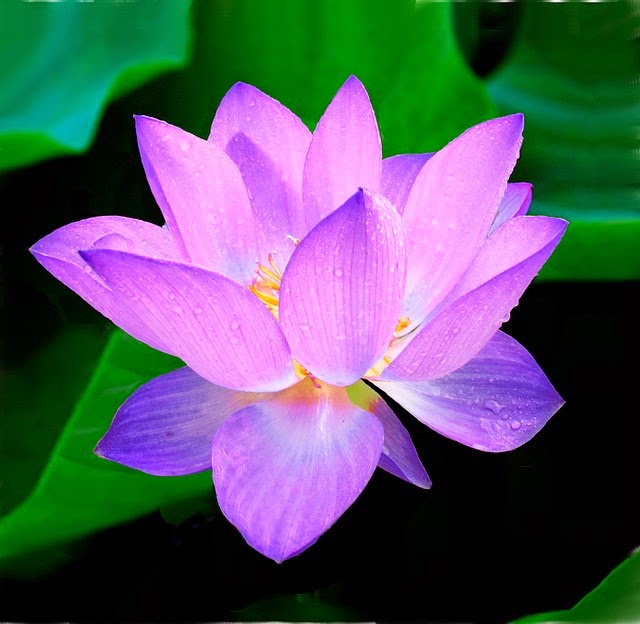 Reiki et mieux- être Longueuil | 2320 Rue McGill, Longueuil, QC J4J 3M4, Canada | Phone: (514) 647-9218