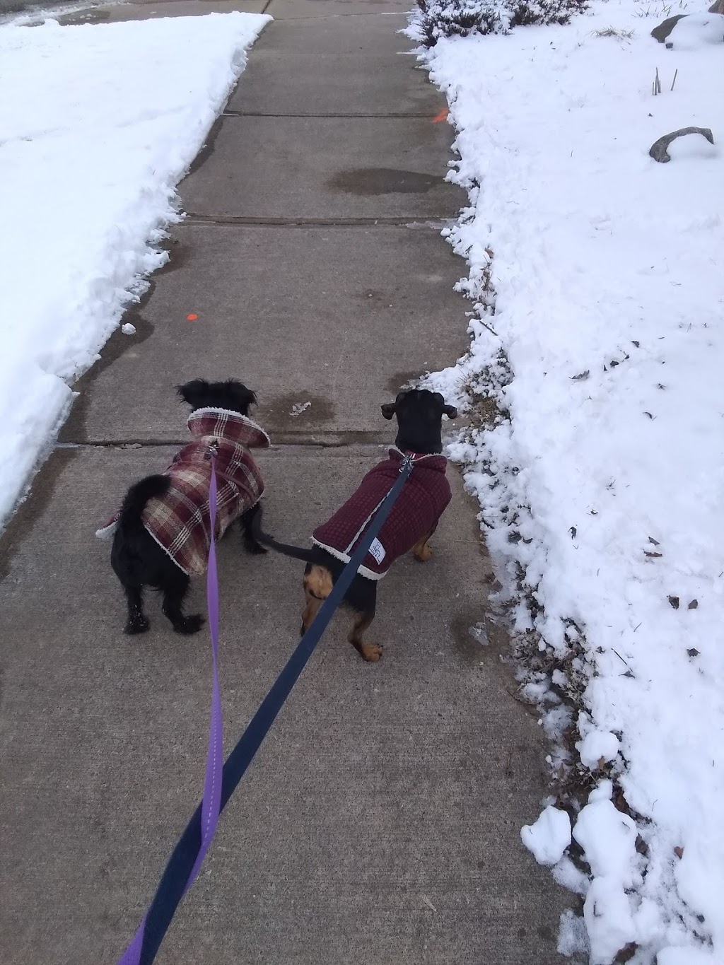 Brantford Pet Sitter | 25 Killarney St, Brantford, ON N3T 6L4, Canada | Phone: (647) 606-3647