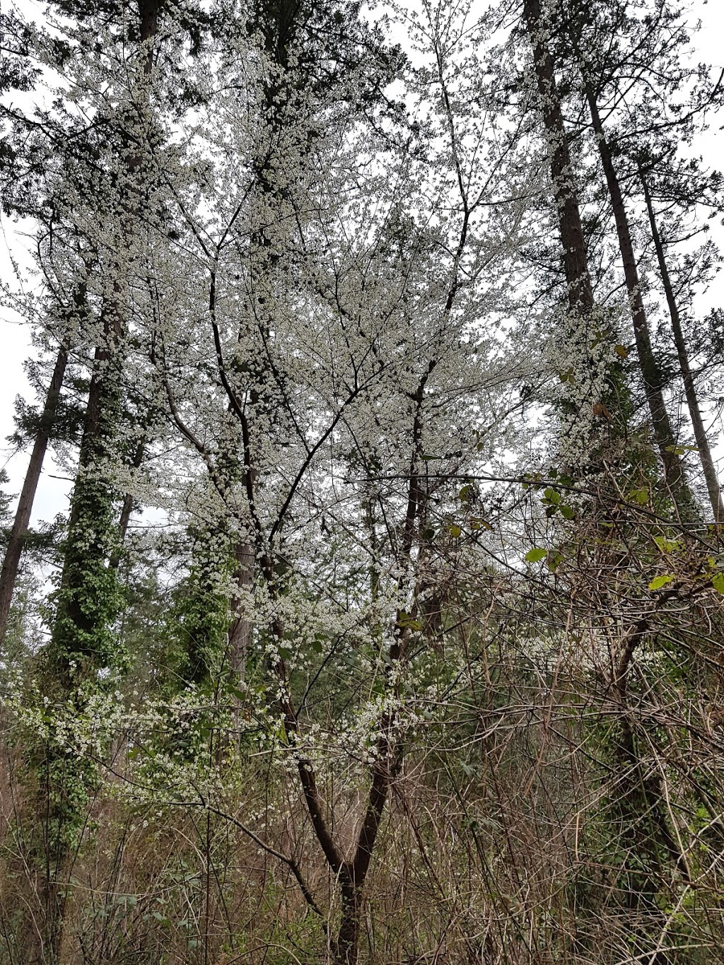 Tillicum Park | Arena Rd, Victoria, BC V9A, Canada | Phone: (250) 475-5522