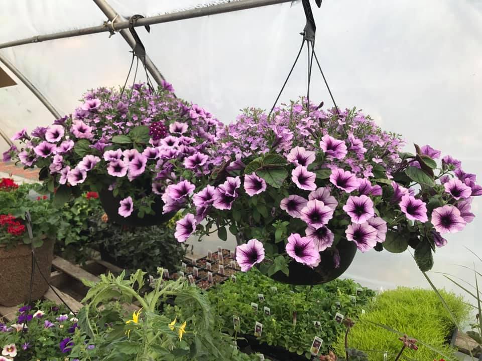 Cedar Ridge Greenhouse | Box 130, Saint Benedict, SK S0K 3T0, Canada | Phone: (306) 231-9081