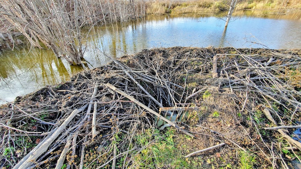 Moss lake trailhead #4 | Improvement District No. 13, AB T0B 2R0, Canada | Phone: (780) 922-5790