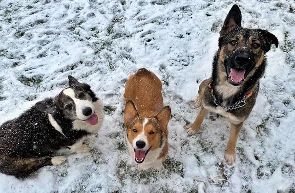 Alicia & Henrys Pet Care | 239 James St S, St. Marys, ON N4X 1B4, Canada | Phone: (519) 949-3896